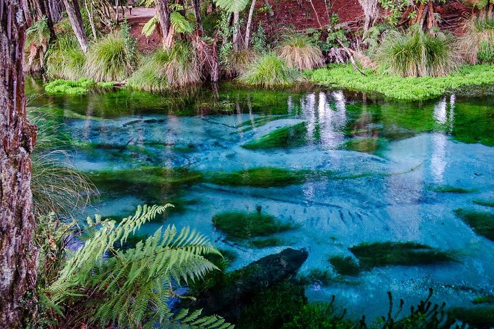 1st Stop At: Blue Spring Putaruru, Leslie Road, Putāruru 3483, New Zealand