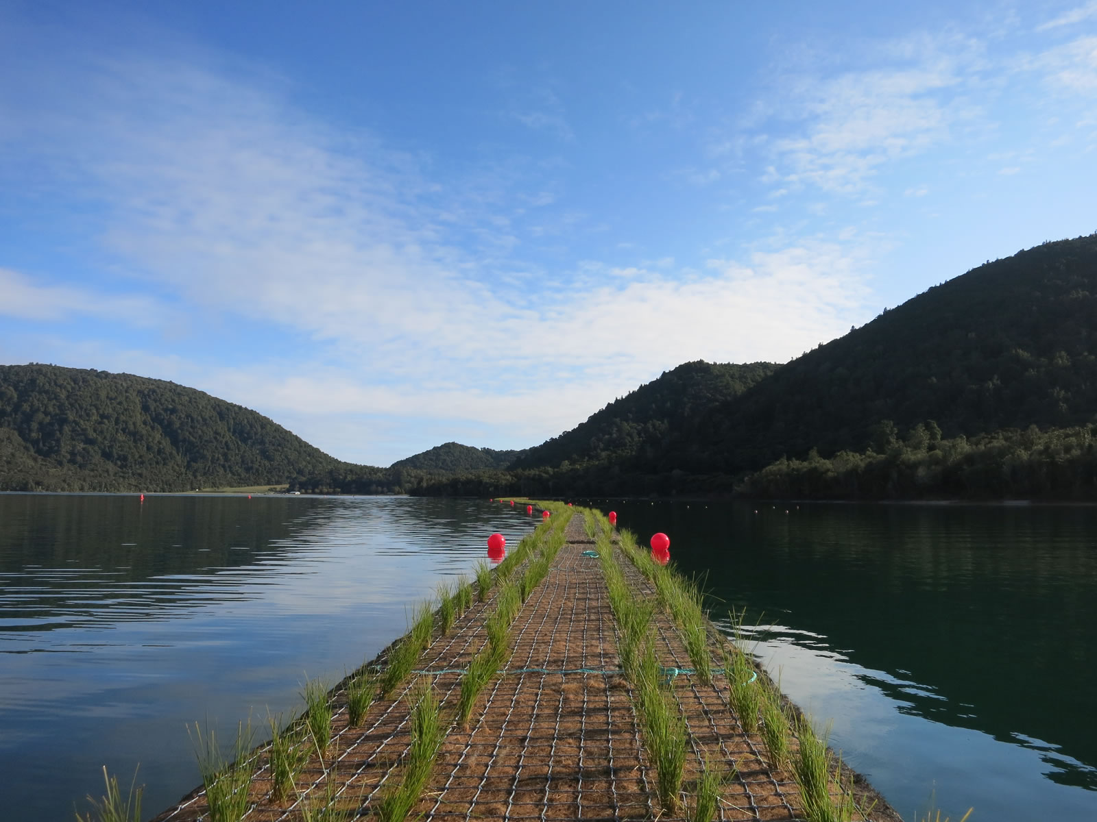 4th Stop At: Lake Tikitapu (Blue Lake), Bay of Plenty 3076, New Zealand