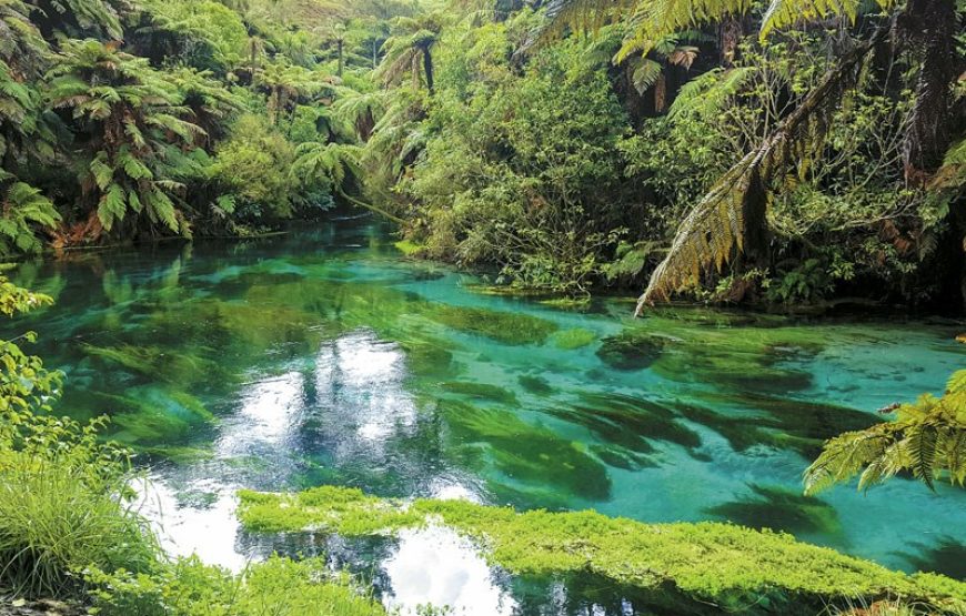 Blue Springs, Redwood Forest, Huka Falls Private tour