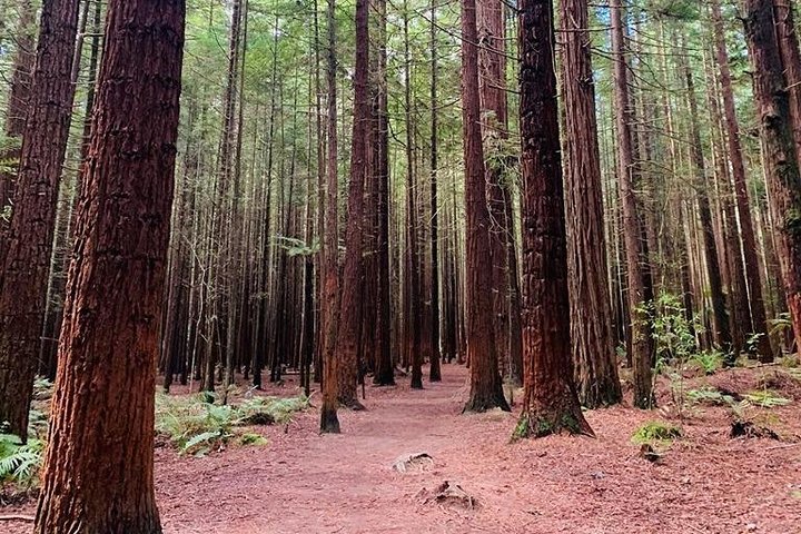 3rd Stop At: Redwoods, Whakarewarewa Forest, Long Mile Road The Redwoods, Rotorua 3046 New Zealand